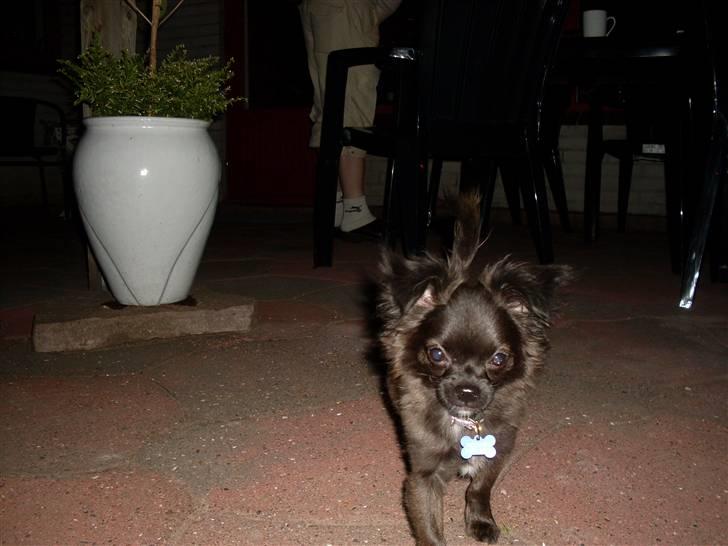 Chihuahua Max - Her er molly hende passer vi. billede 6