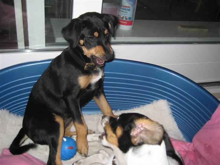 Dansk svensk gaardhund Cille(;_<33 billede 12