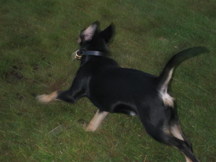 Dansk svensk gaardhund Cille(;_<33 billede 14