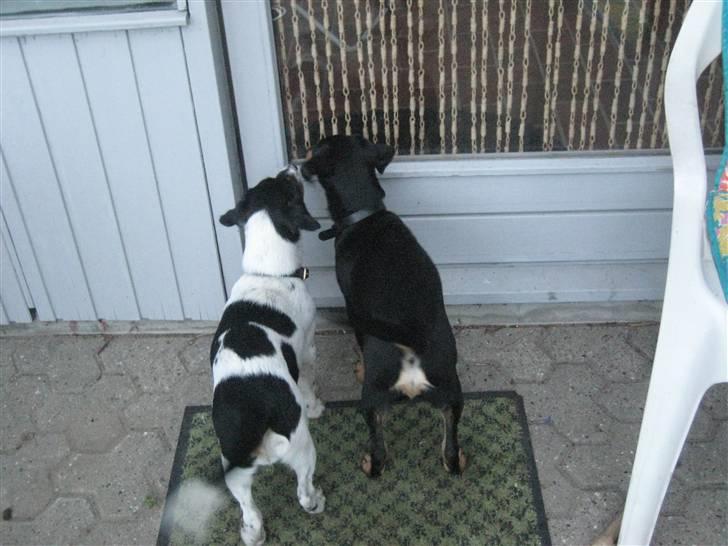 Dansk svensk gaardhund Cille(;_<33 billede 15