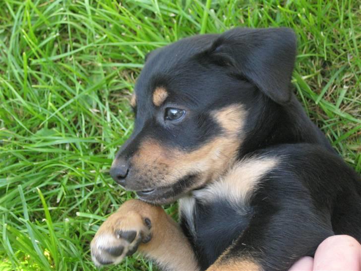 Dansk svensk gaardhund Cille(;_<33 billede 16