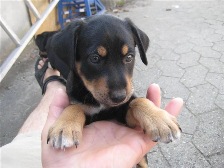 Dansk svensk gaardhund Cille(;_<33 billede 17