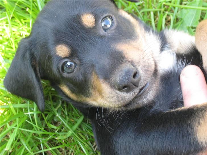 Dansk svensk gaardhund Cille(;_<33 billede 18