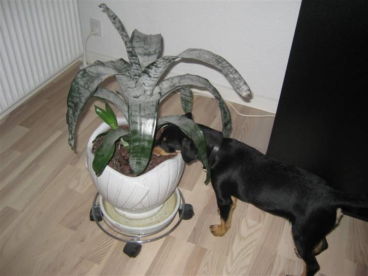 Dansk svensk gaardhund Cille(;_<33 billede 19