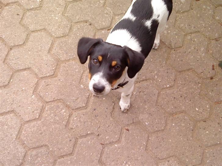 Dansk svensk gaardhund Fiona(;_<33 - Velkommen til lille mFioonas profil tag plads og nyd udsigten;(<33 billede 1