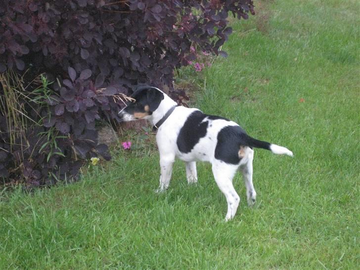 Dansk svensk gaardhund Fiona(;_<33 billede 2