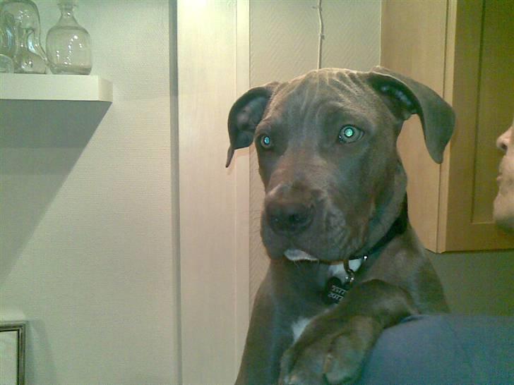 Blanding af racer Balou billede 5