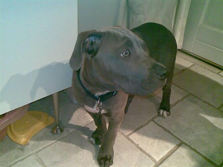 Blanding af racer Balou billede 6