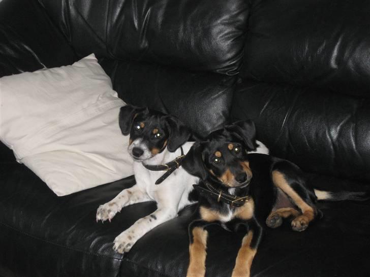 Dansk svensk gaardhund Fiona(;_<33 - Nuuuuuuuhhhhh(;_<33 billede 4