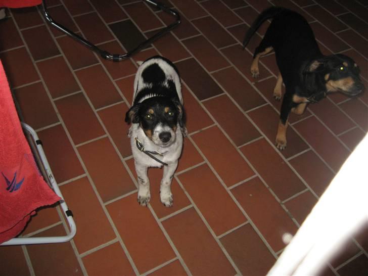 Dansk svensk gaardhund Fiona(;_<33 - lille Fiona(;_<3 billede 5