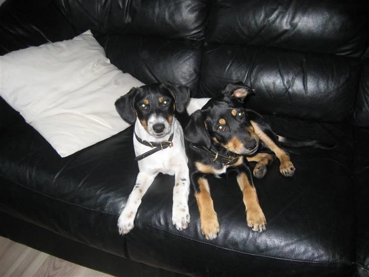 Dansk svensk gaardhund Fiona(;_<33 - ja de er squ så søde!!(;_<3 billede 6