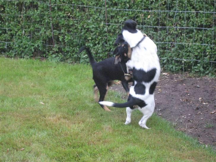 Dansk svensk gaardhund Fiona(;_<33 - Nej du skal ned med nakken!!! billede 7