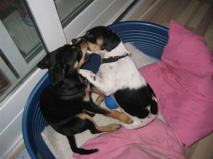 Dansk svensk gaardhund Fiona(;_<33 - Lege lege lege!(;_<33 billede 9