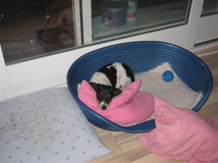 Dansk svensk gaardhund Fiona(;_<33 - Så er det putte tid(;_<33 billede 10