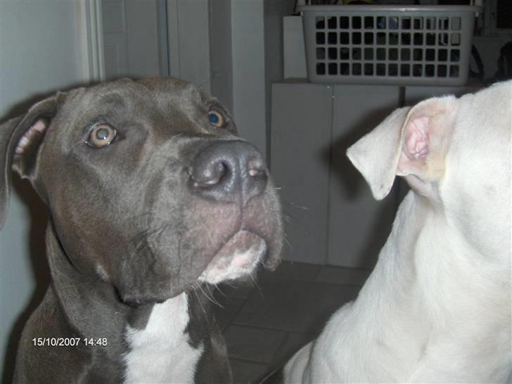 Blanding af racer Balou billede 7