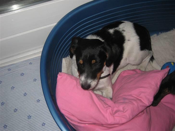 Dansk svensk gaardhund Fiona(;_<33 billede 11