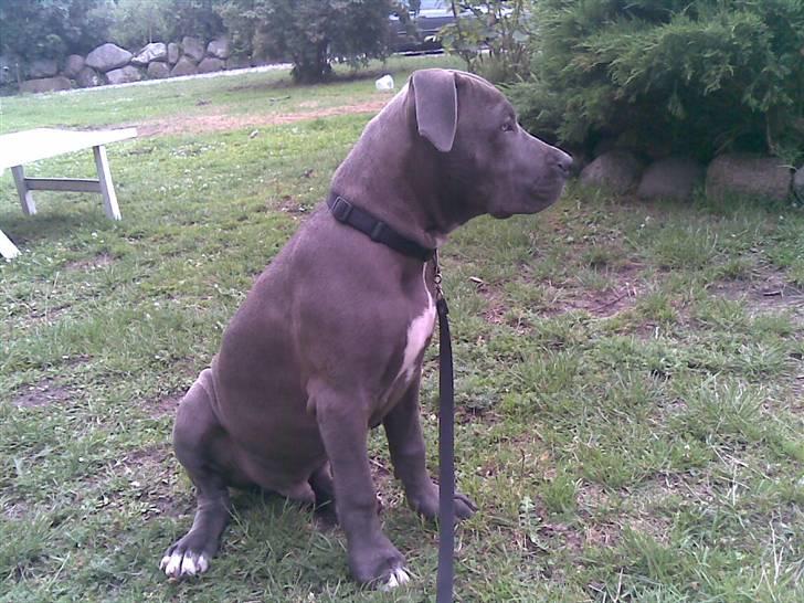 Blanding af racer Balou billede 8