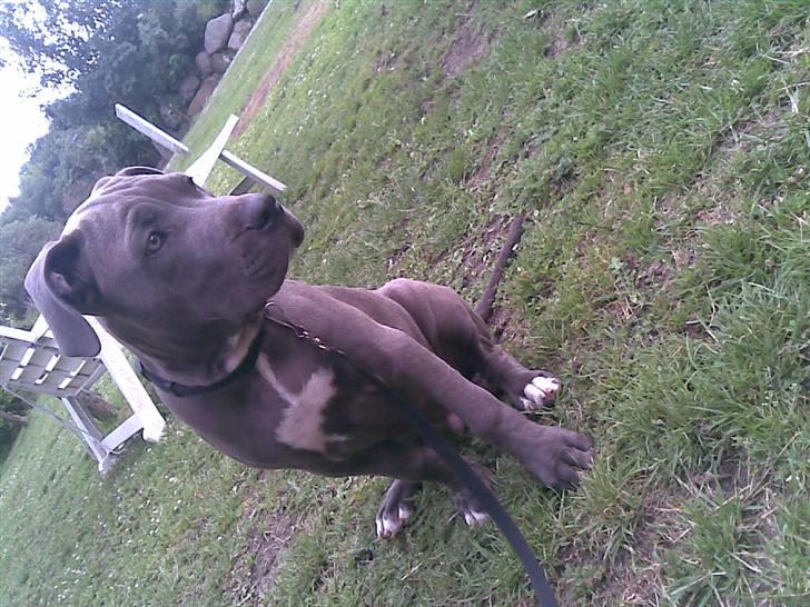 Blanding af racer Balou billede 9