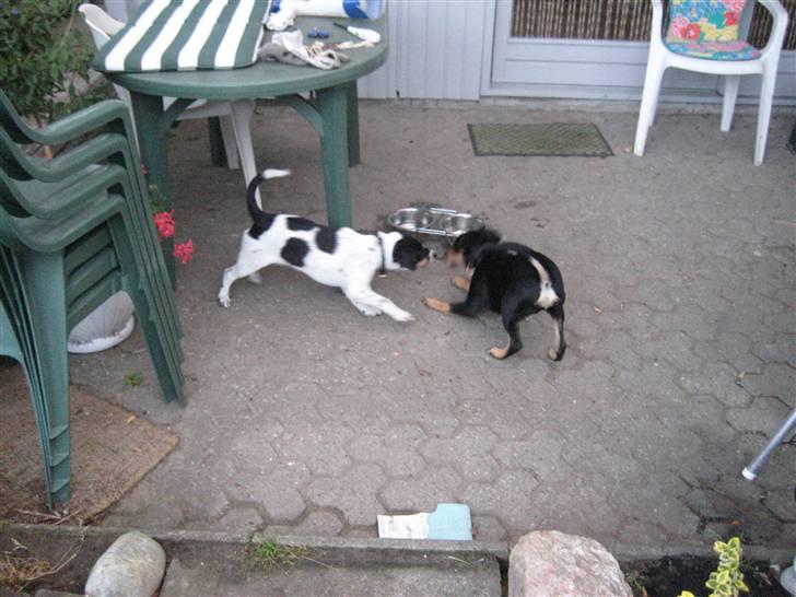 Dansk svensk gaardhund Fiona(;_<33 - leg igen(;<33 billede 12