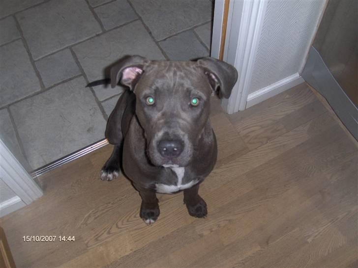 Blanding af racer Balou billede 10