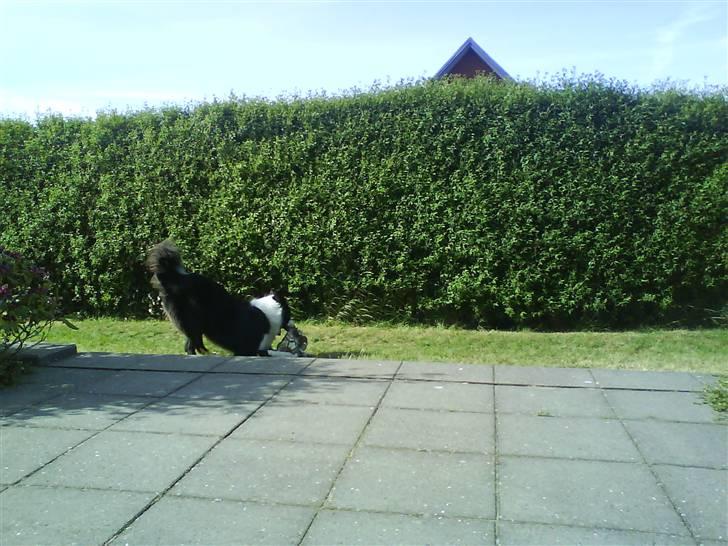 Border collie Balou<33 billede 2