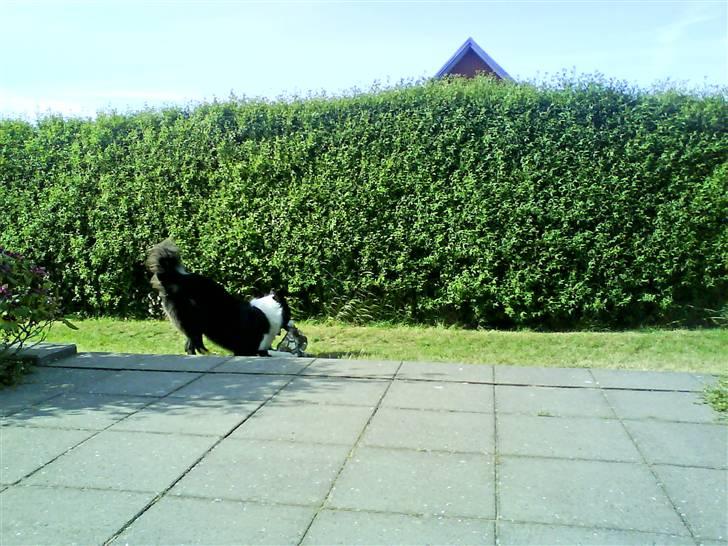 Border collie Balou<33 billede 3