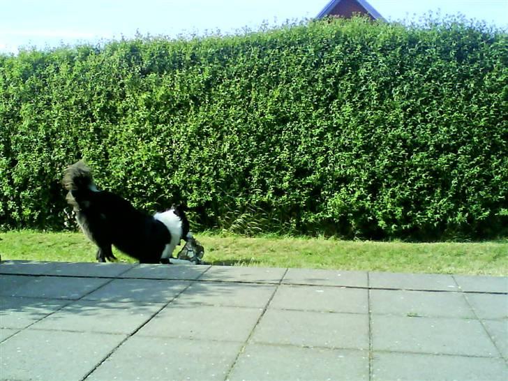 Border collie Balou<33 billede 4