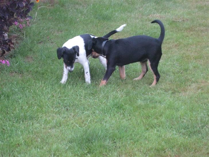 Dansk svensk gaardhund Fiona(;_<33 billede 13