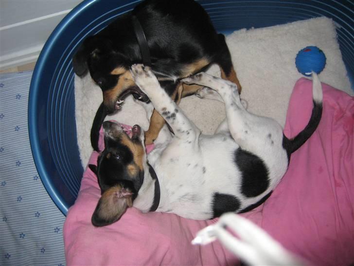 Dansk svensk gaardhund Fiona(;_<33 - rrrrrh(;_<33 billede 14