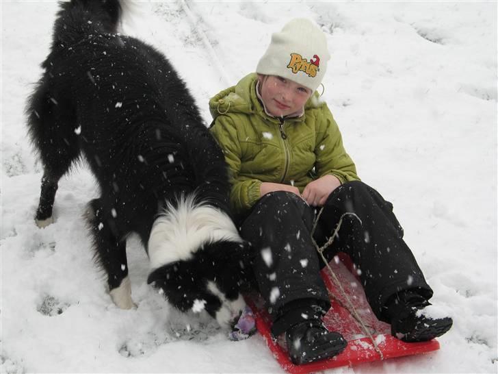 Border collie Balou<33 billede 5