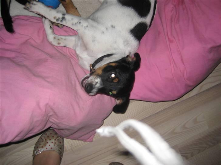 Dansk svensk gaardhund Fiona(;_<33 billede 15