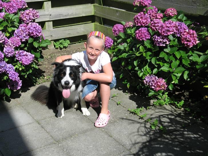 Border collie Balou<33 billede 7