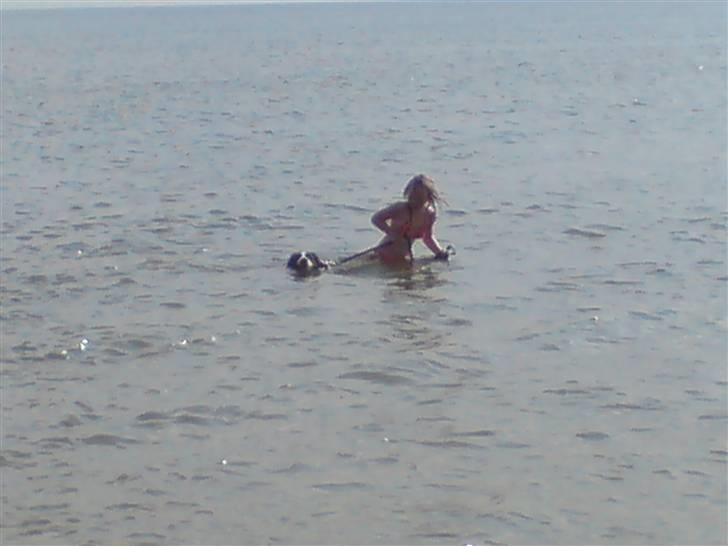 Border collie Balou<33 billede 8