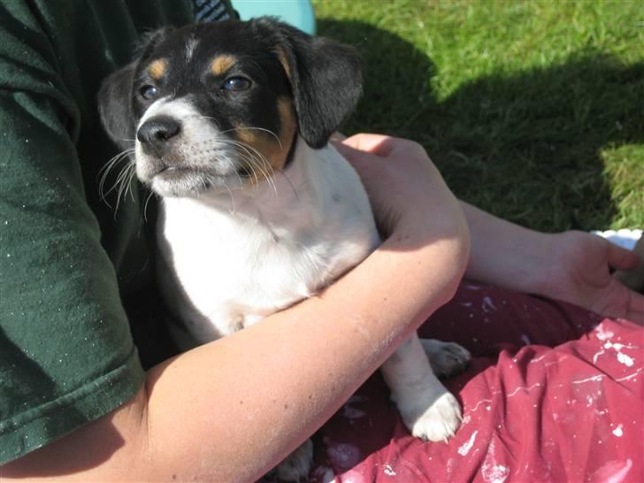 Dansk svensk gaardhund Fiona(;_<33 - lille Fiona som en lidt mindre hvalp(;_<33 billede 16