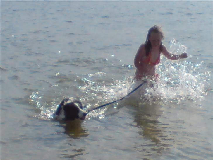 Border collie Balou<33 billede 9