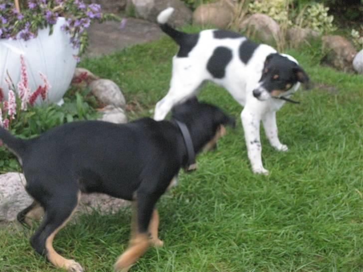 Dansk svensk gaardhund Fiona(;_<33 - Nu får jeg dig!!, Nahhej!! billede 17