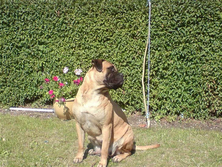 Bullmastiff cleopatra of mastiff. fie R.I.P. billede 7