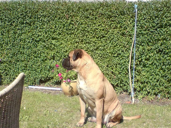 Bullmastiff cleopatra of mastiff. fie R.I.P. billede 8