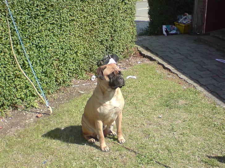 Bullmastiff cleopatra of mastiff. fie R.I.P. - skal lige spille hård igen og spejde over græsplænen. billede 9