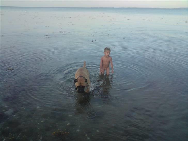 Bullmastiff cleopatra of mastiff. fie R.I.P. - uhh, jeg elsker at bade sammen med den lille thor. billede 10