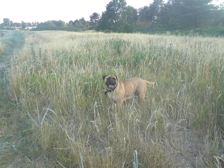 Bullmastiff cleopatra of mastiff. fie R.I.P. - jeg er jo næsten helt usynlig i det høje græs. :) billede 11