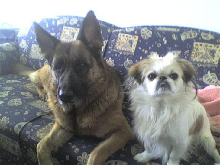 Blanding af racer bobo - min beste ven billede 7