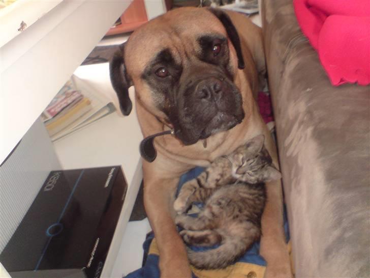 Bullmastiff cleopatra of mastiff. fie R.I.P. - se hvor sød jeg kan være far. :) billede 12