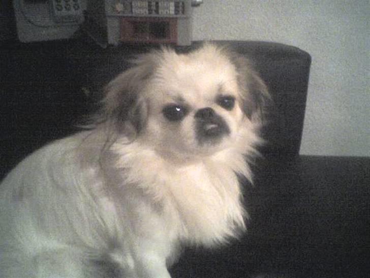 Blanding af racer bobo - så nu mangler jeg kun en dame,vil  smadder gerne være far. billede 8