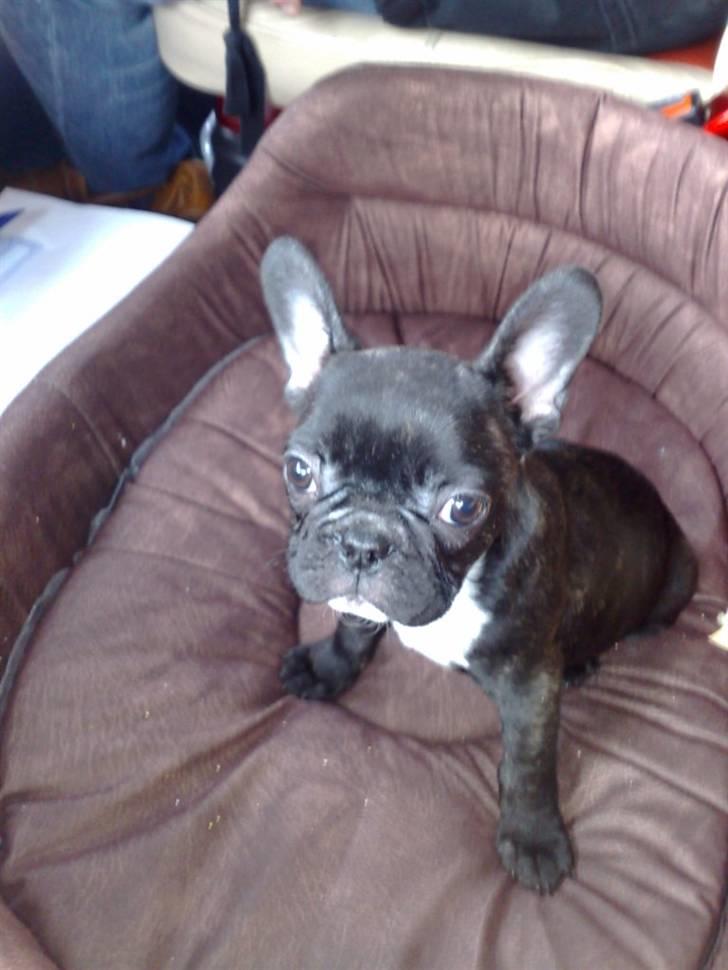 Fransk bulldog carla billede 1