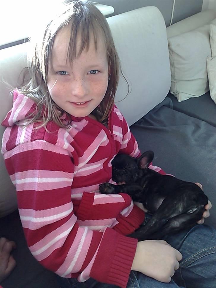 Fransk bulldog carla billede 2