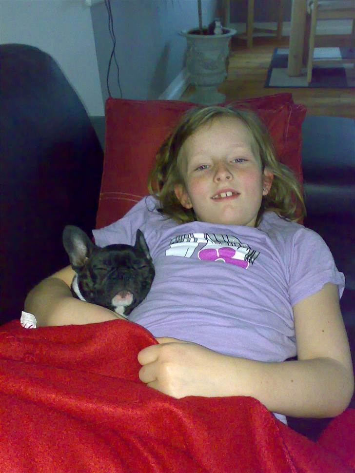 Fransk bulldog carla billede 3