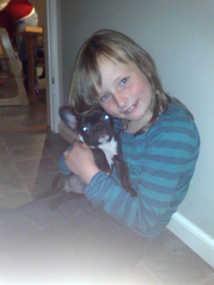 Fransk bulldog carla billede 4