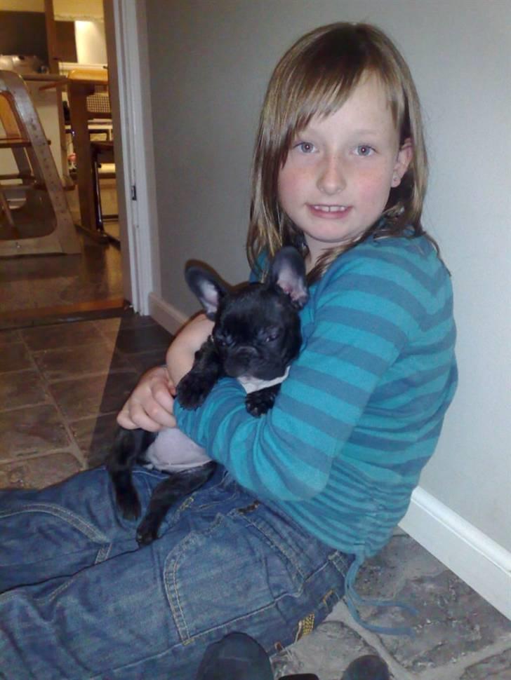 Fransk bulldog carla billede 5