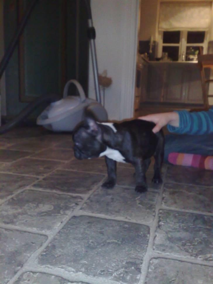 Fransk bulldog carla billede 6